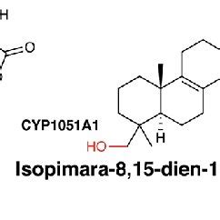 Roles of P450 enzymes in the biosynthesis of the indolocarbazole ...