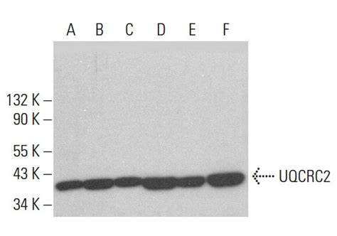 UQCRC2 Antibody G 10 SCBT Santa Cruz Biotechnology