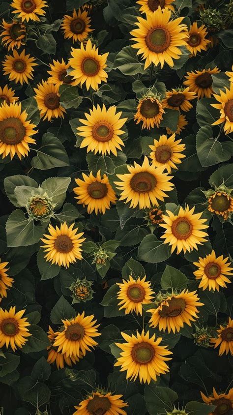 Aerial top view Sunflower Field | Premium Photo - rawpixel