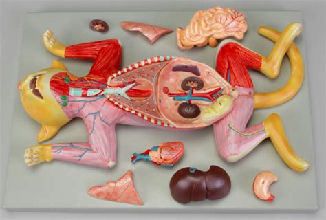 Altay Pregnant Cat Dissection Model Bioleap