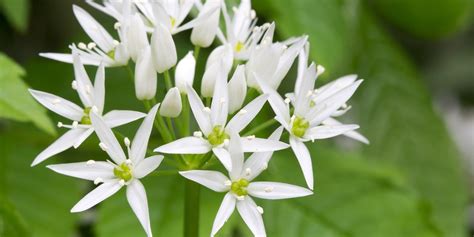 5 Of The Best Wild Garlic Recipes Wild Garlic Garlic Flower Edible