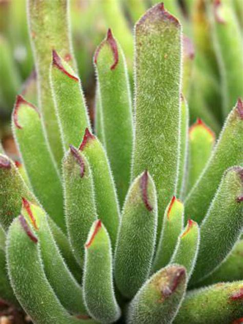 Cotyledon campanulata - World of Succulents