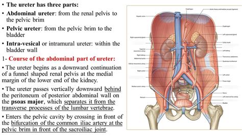 Anatomy Of The Ureter By Shimaa Antar Fareed External Features The Ureter Is A Narrow Thick