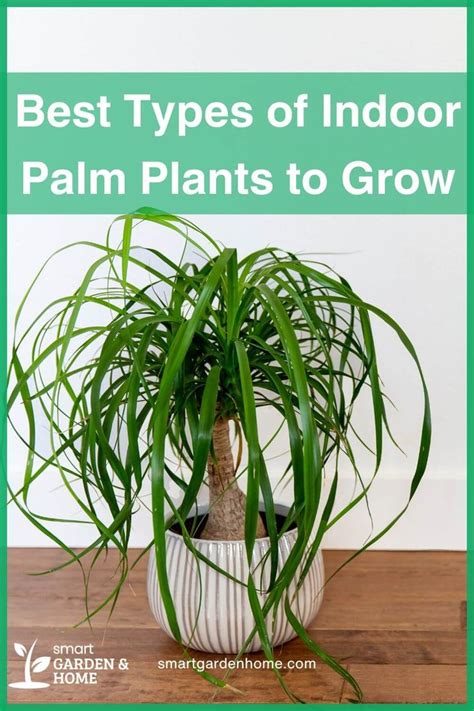 11 Best Types Of Indoor Palm Plants To Grow 2024