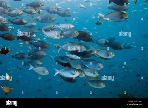 Elongate Surgeonfish Acanthurus Mata Rinca Komodo National Park