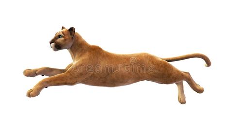 Leaping lion stock vector. Illustration of tattoo, predator - 94222047