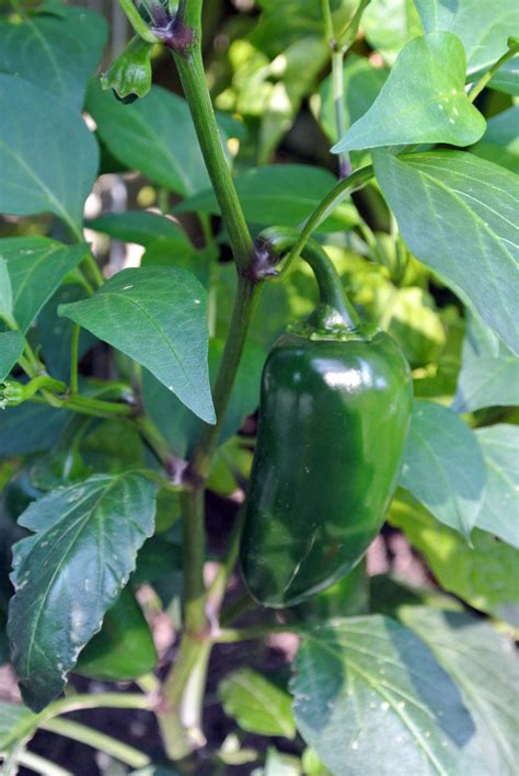 Types Of Jalapeno Plants