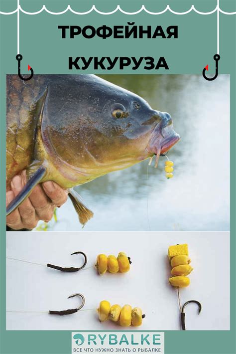 Как правильно насадить кукурузу на крючок | Angeln, Angeln bilder