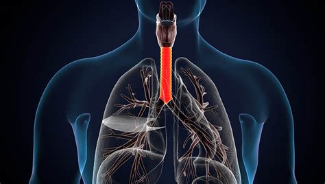 Luftröhre Trachea Aufbau und Funktion Medi Karriere