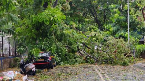 Mumbai Suburbs Record Heavy Rain Tree Falls Waterlogging Reported In