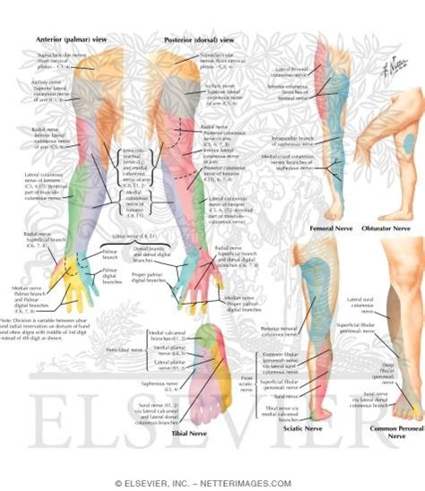 Lower Limb Cutaneous Innervation