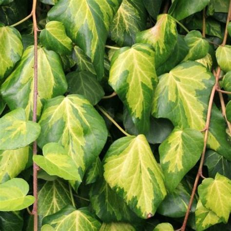 Hedera Colchica Sulphur Heart Yougardener