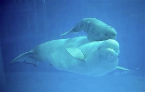 Beluga Whale Calf Born At Seaworld San Antonio