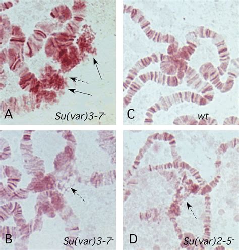 Loose Chromocenter Morphology Of Salivary Gland Polytene Chromosomes Of Download Scientific