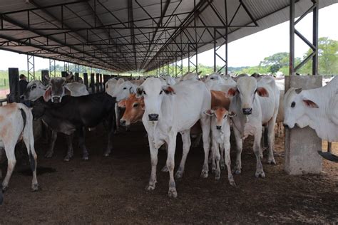 Rebanho Bovino Do Brasil Atinge Maior N Vel Desde Diz Ibge