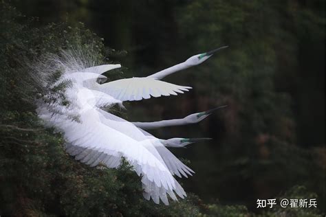 失乐园：怀念象山，一个突然消失的白鹭摄影天堂 知乎