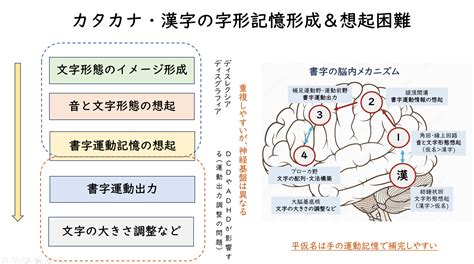 ディスレクシア発達性読み書き障害とはディスレクシアの症状原因治療的介入 ディスレクシア読み書き障害の多感覚学習触るグリフ