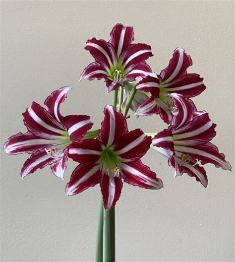 Trumpet Amaryllis Santiago