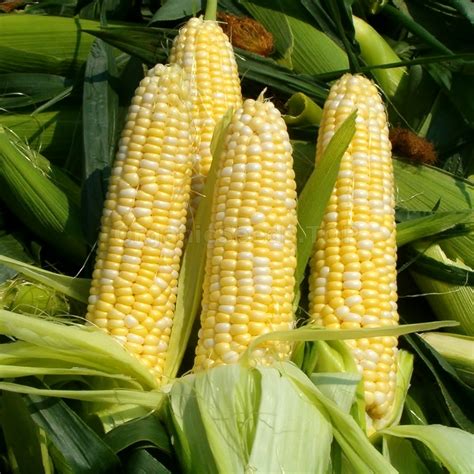 Bodacious Organic Corn Seeds Shipping Is Free For Orders Over €50