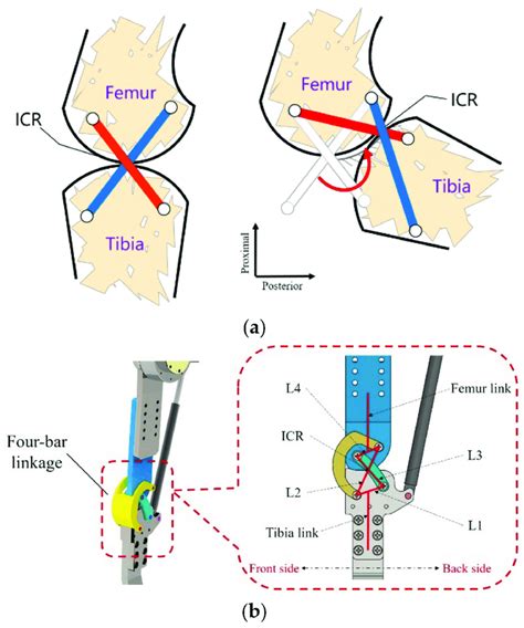 Crossed Four Bar Linkage Knee Exoskeleton Structure A Simple Model