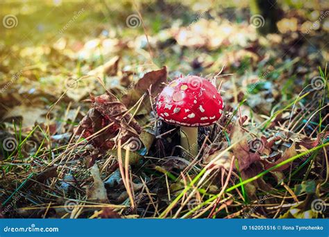 Red Amanita Muscaria Fungi Mushroom In Autumn Forest Stock Photo