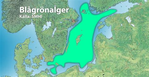 Algblomning Svt Nyheter