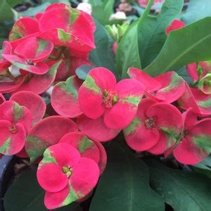 Crown Of Thorns Red Millionaire Euphorbia Milii Corona Etsy