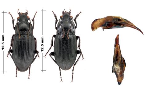 Réf 127641 INSECTA Coleoptera Carabidae Calathus Calathus