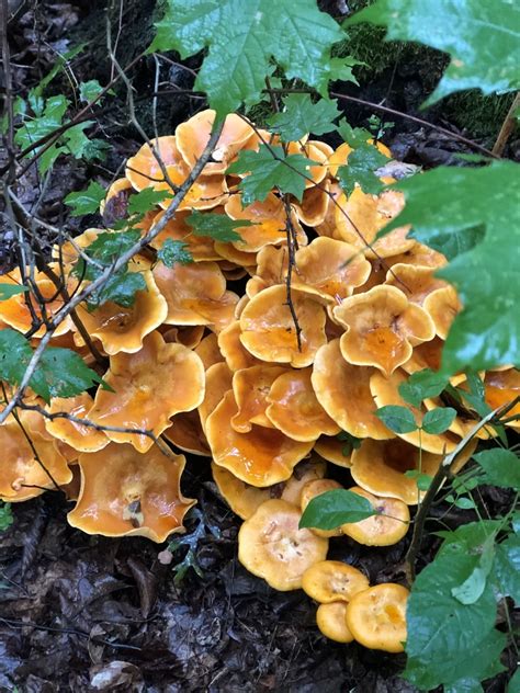 Common Gilled Mushrooms And Allies From Sr Crooksville Oh Us On