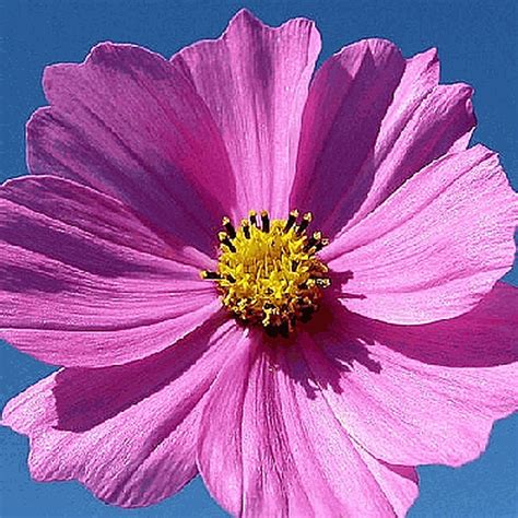 Cosmos Bipinnatus Dwarf Cosmos Wildflower Seed