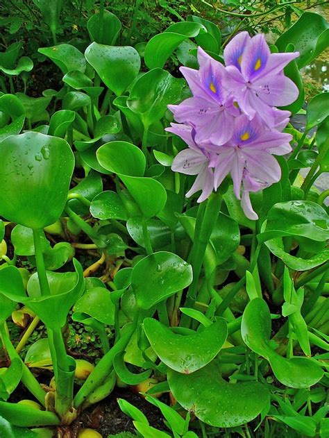 Водяной гиацинт - Эйхорния отличная, или красивейшая (Eichhornia crassipes)