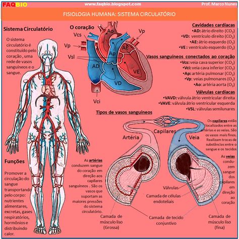 Sistema Circulatório Humano Biologia Infoescola Images and Photos finder