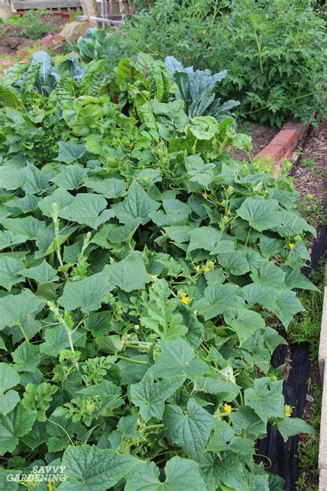 Cucumber Plant Problems: Identification and Organic Solutions