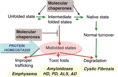 Proteotoxic Stress And Inducible Chaperone Networks In