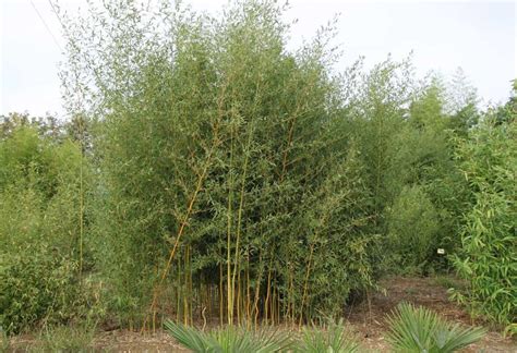 Phyllostachys Heteroclada ‘Oliver‘