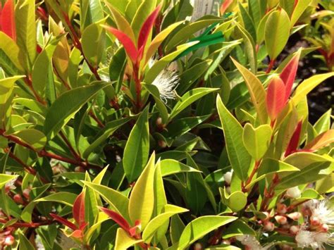 Syzygium Australe Winter Lights Wholesale Nursery Nurseries In