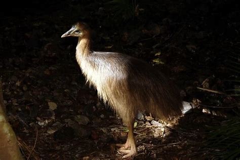 Southern Cassowary Casuarius Casuarius Our Beautiful Wall Art And Photo Ts Include Framed