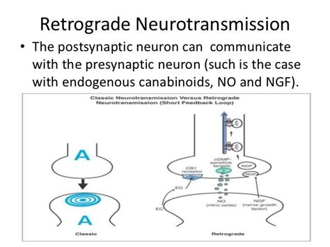 Neurons, communication and transduction