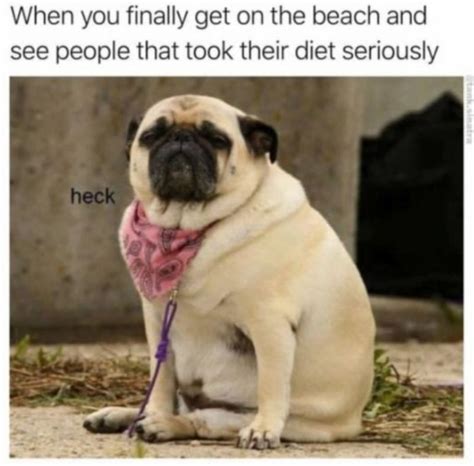 101 Best Funny Dog Memes to Make You Laugh All Day