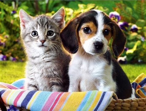 Cute Dog and Cat | Cute cats and dogs, Cute puppies and kittens, Cute dogs