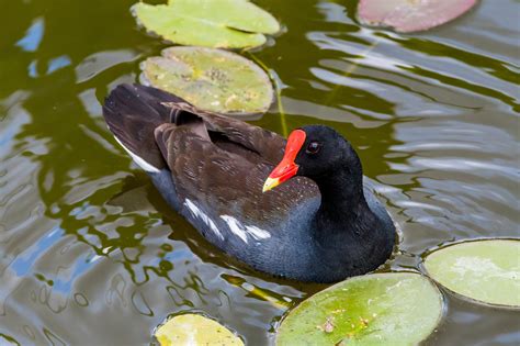Common Gallinule | Audubon Field Guide