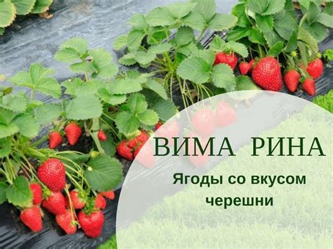 Клубника Вима Рина (земляника садовая) - купить в Минске, доставка ...