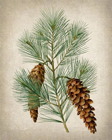 A Pine Branch With Cones On It Is Framed In A Black Frame And Has A