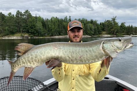 45 Inch Muskie On Big Sandy Lake In Minnesota On 07 18 2019 Muskiefirst