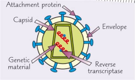 Immunity TOPIC 2 Flashcards Quizlet