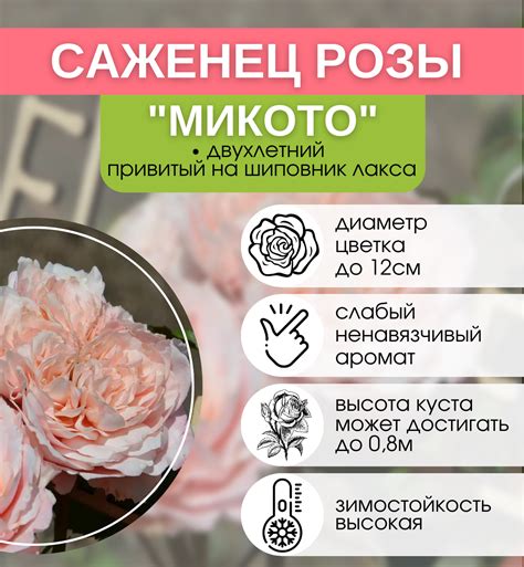 Купить саженцы Роза японская Микото с доставкой! | Florali-Flor