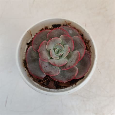 Echeveria ‘Suyon’ - NurseryBuy