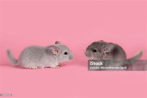 Two Cute Gray Baby Chinchillas Seen From The Side Walking Towards Each