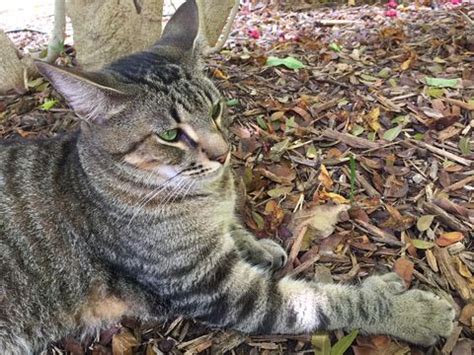 Hemingway S Six Toed Cats Survive Irma Still Have Nine Lives The