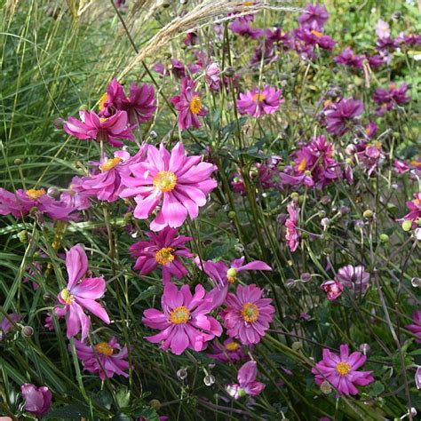 Anemone Hupehensis Pamina Find Haveplanter